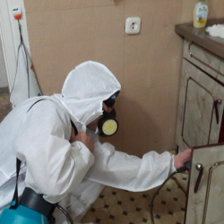 Дезинфекция от муравьев в квартире в Бегуницах